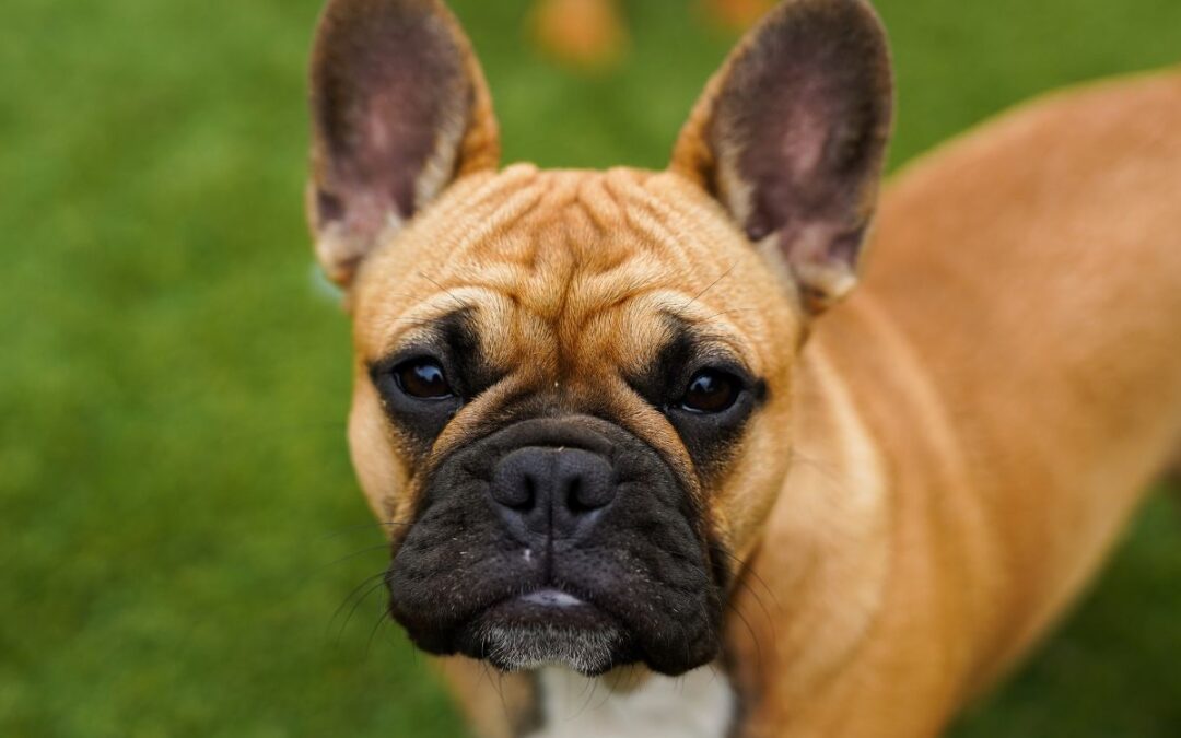 The ramifications of breeding Brachycephalic dogs