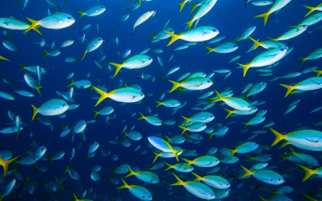 Aquatic Animal Law Initiative raises awareness of blue revolution