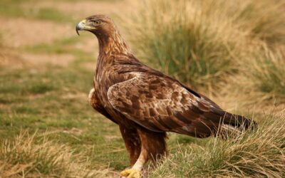 Golden eagles: A persecuted species