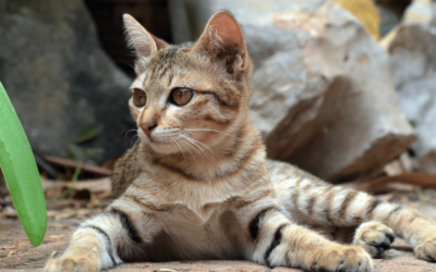 The impact of Covid-19 on animal shelters in Thailand