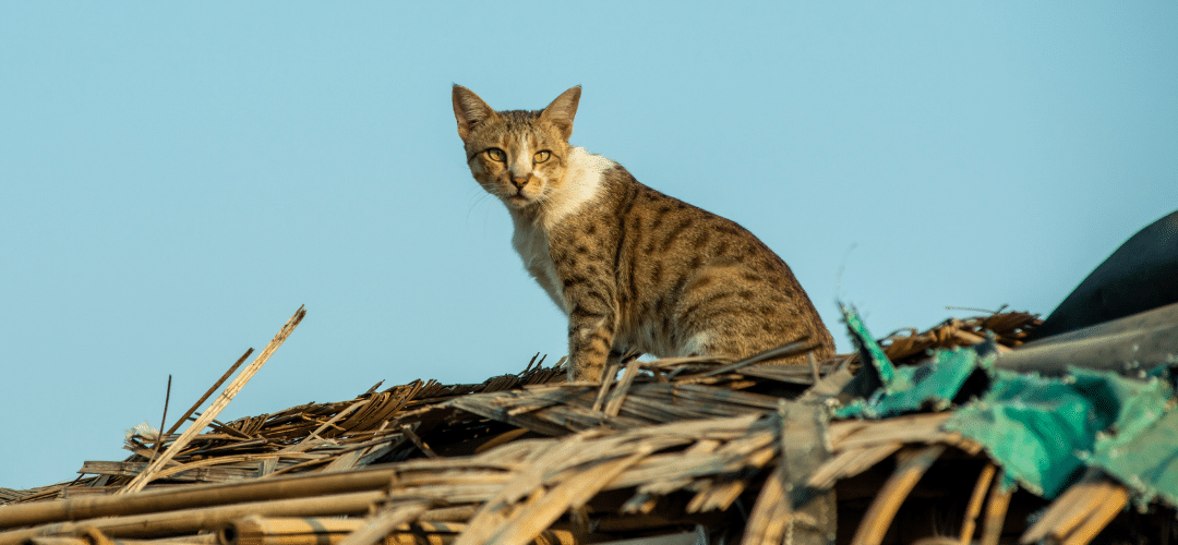 Book review: ‘Nonhuman Animals and the Law’ by Dr Sohini Mahapatra