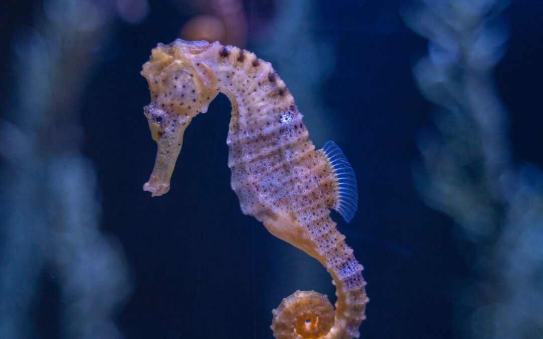 Judicial review of UK oil law and the danger to seahorses