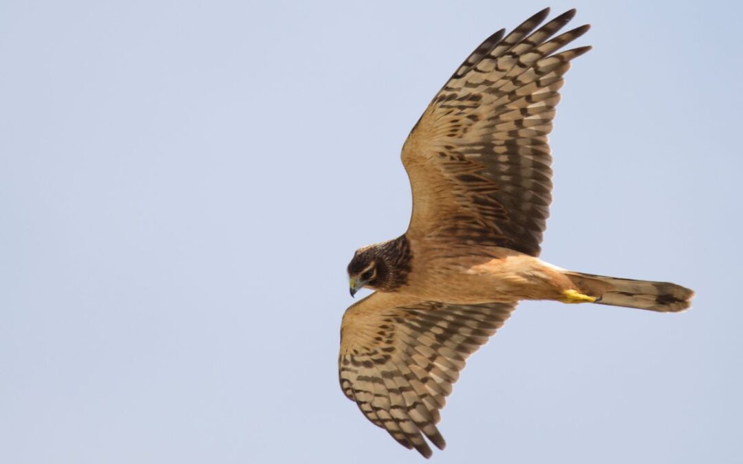 Hen harrier brood management in England