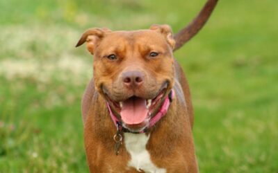 National Pitbull Awareness Day: A perspective on our relationship with pitbull types and legal controls