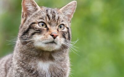 Bureau rejects Scottish Wildcat Haven Bern Convention complaint