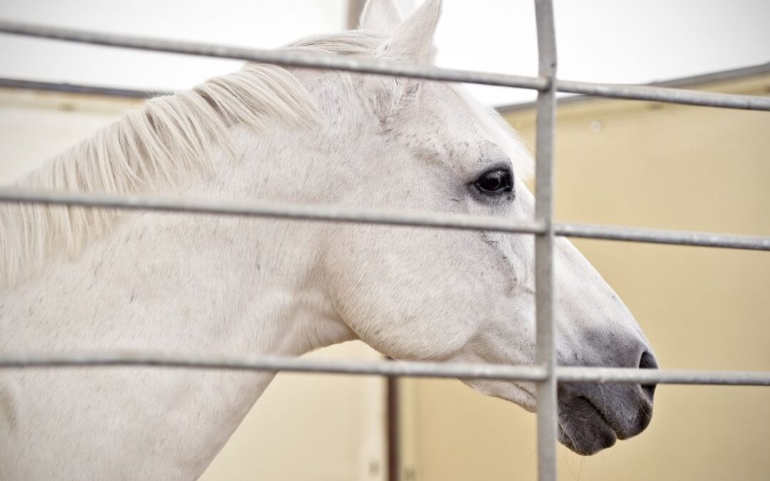 The fight against Canada’s horse meat trade