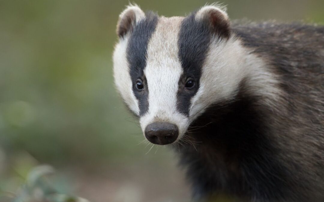 Podcast: Legal challenges to Government decisions on badger culling and the Ivory Act 2018