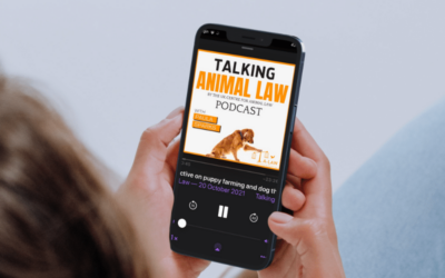 Podcast: Nowzad, ‘Praying for a Miracle’