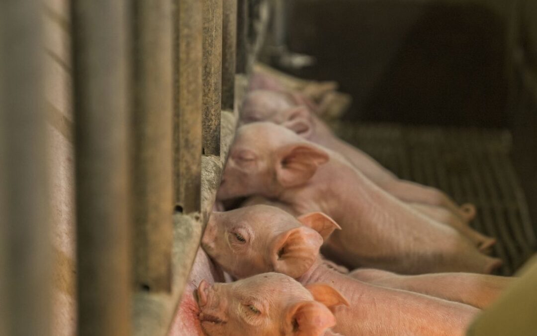 A legal Insight into the impact of factory farming on human health