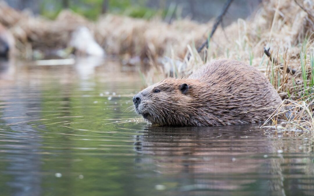 A-LAW Members help secure legal victory for Scottish beavers