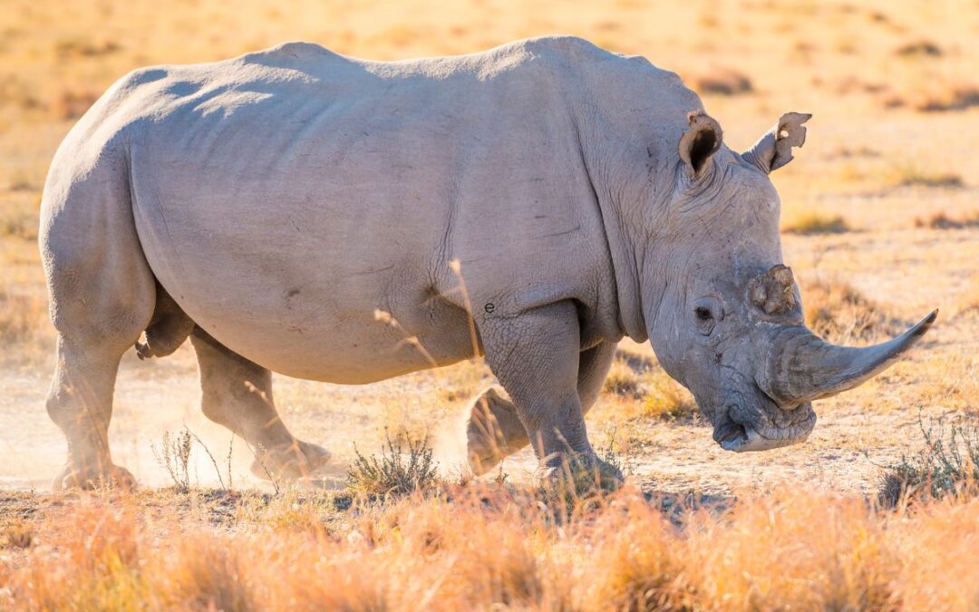 Najin and Fatu: The Last Two Northern White Rhinos