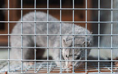 Ireland moves to ban fur farming