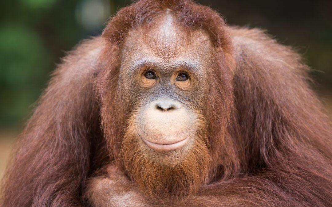 Chile Supreme Court Dismisses Orangutan ‘Personhood’ Petition