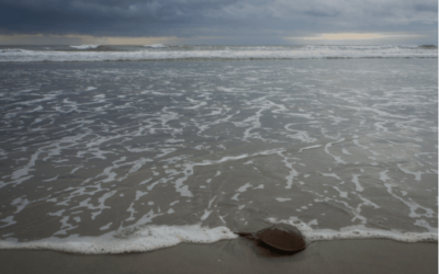 The Pressing Need for Horseshoe Crab Protection