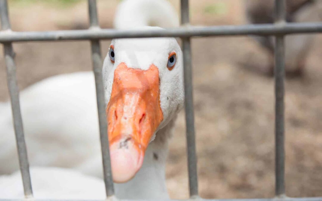 Why should the UK ban the import of foie gras?