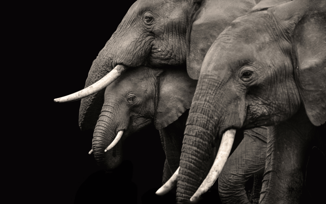 An Analysis of the UK’s Ivory Act