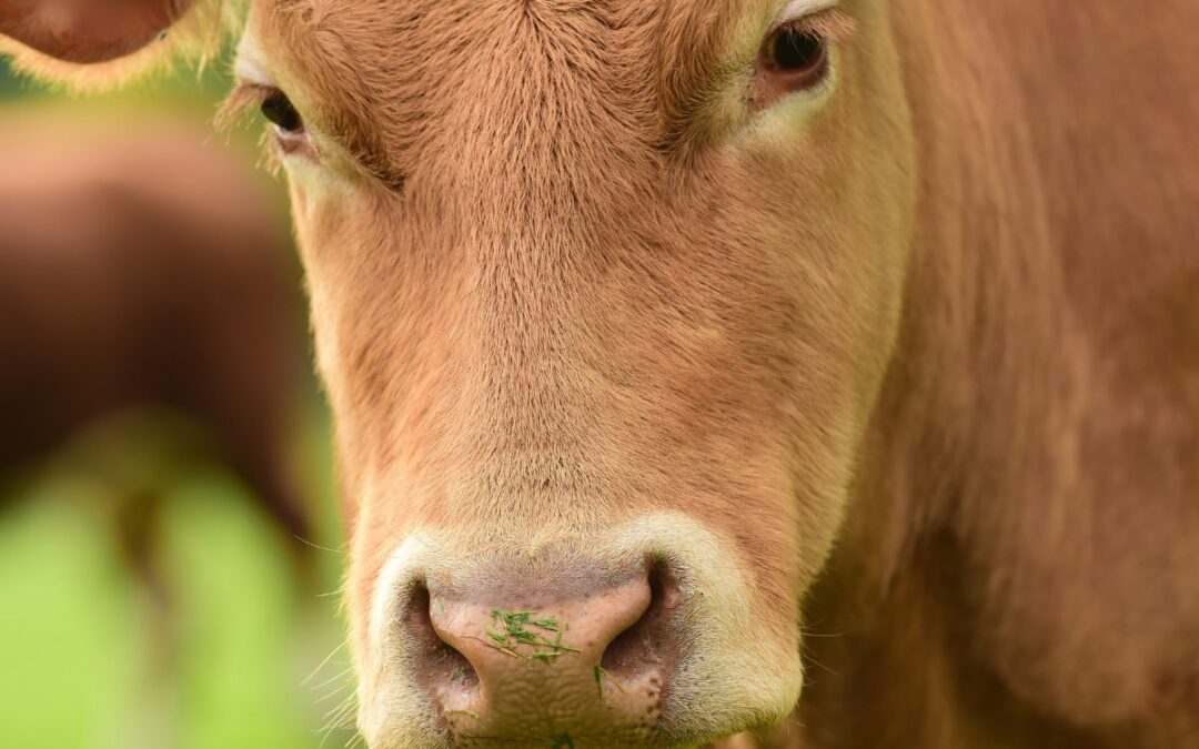 A summary review of Edith Barabash’s presentation ‘From the courtroom to the farm: What we learn from cows’