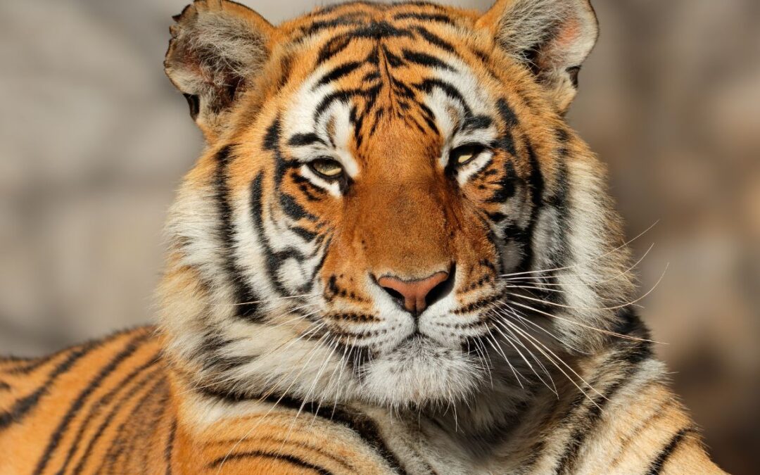 From Victorians to the modern day: The truth about UK Tiger Kings