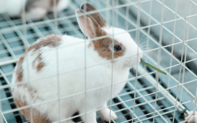 Home Office Reinstates Animal Testing Ban for Cosmetics Ingredients Following High Court ruling on a Judicial Review of UK Policy