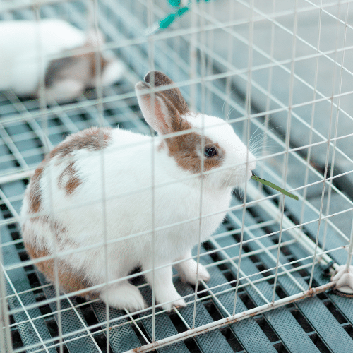 Home Office Reinstates Animal Testing Ban for Cosmetics Ingredients Following High Court ruling on a Judicial Review of UK Policy