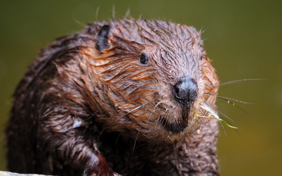 The role of beavers in UK ecosystems