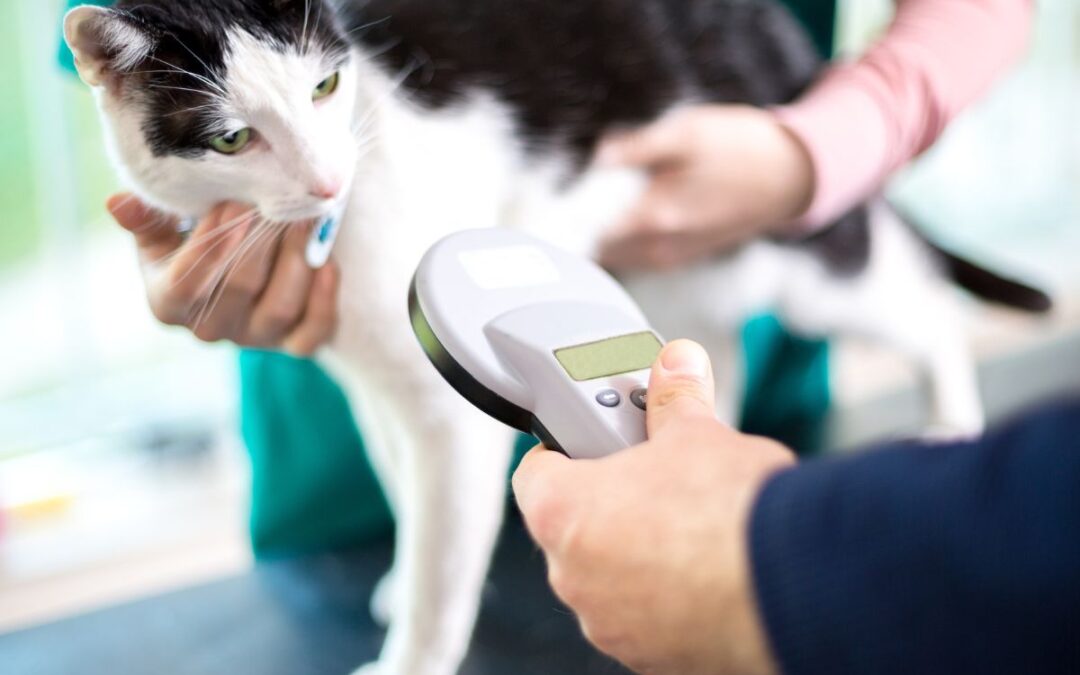 The campaign for compulsory cat microchipping