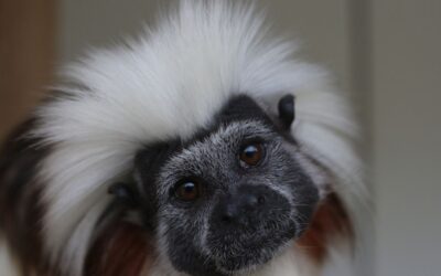 England moves one step closer to banning the keeping of primates as pets