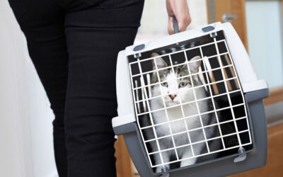 The Updated Renters’ Rights Bill (2024) Awaits its Second Reading in the House of Commons – but still no progress on improving security for companion animals