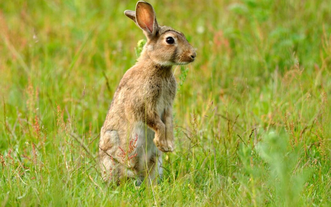 Scottish Snare Ban Comes into Force