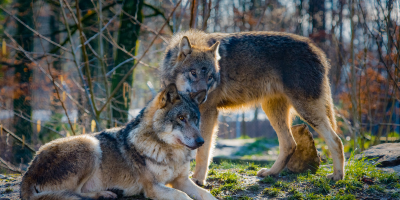 De-Extinction: Considerations on Returning Wolves to the United Kingdom